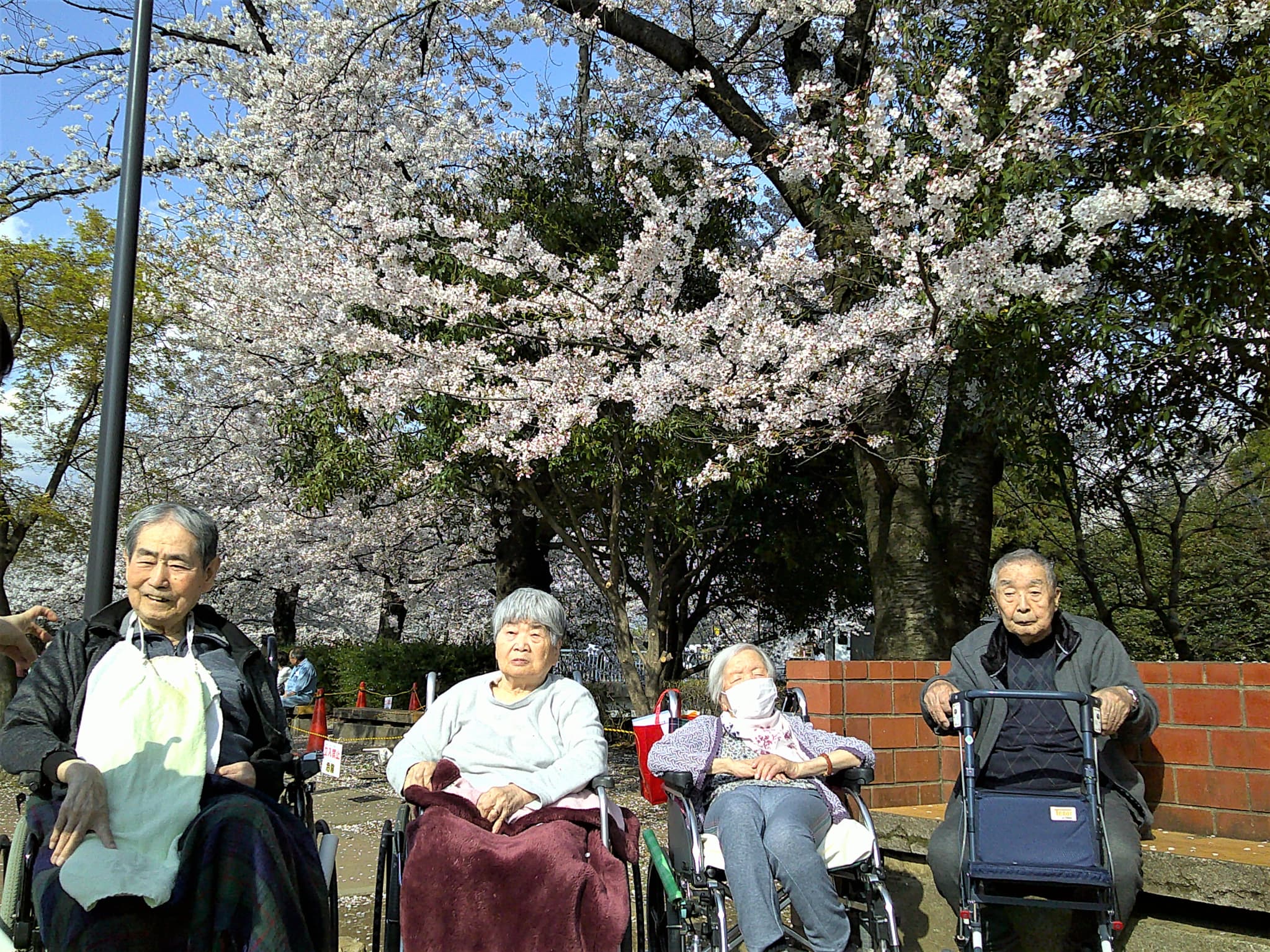 桜花見