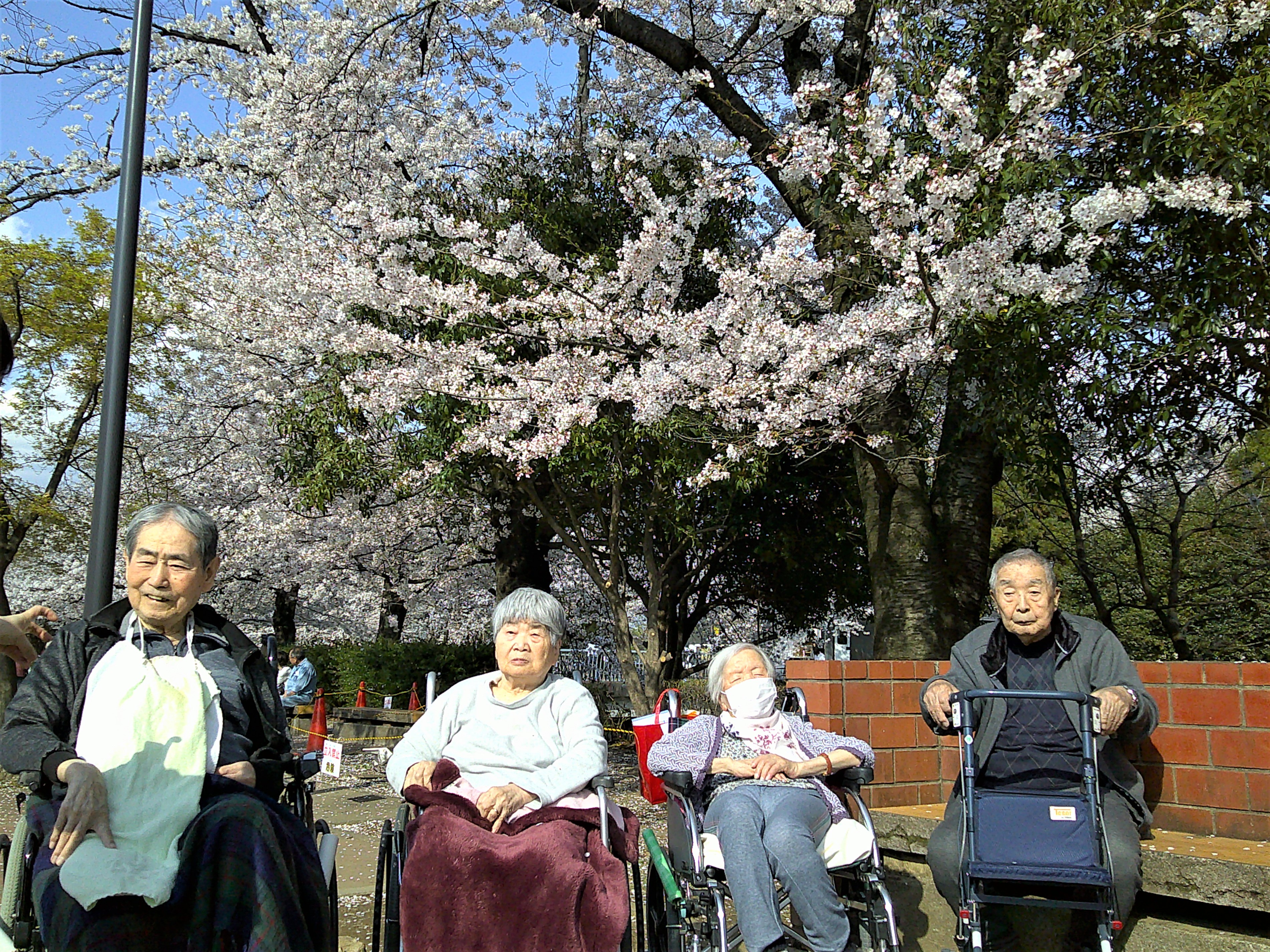 桜花見